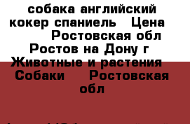 собака английский кокер-спаниель › Цена ­ 1 500 - Ростовская обл., Ростов-на-Дону г. Животные и растения » Собаки   . Ростовская обл.